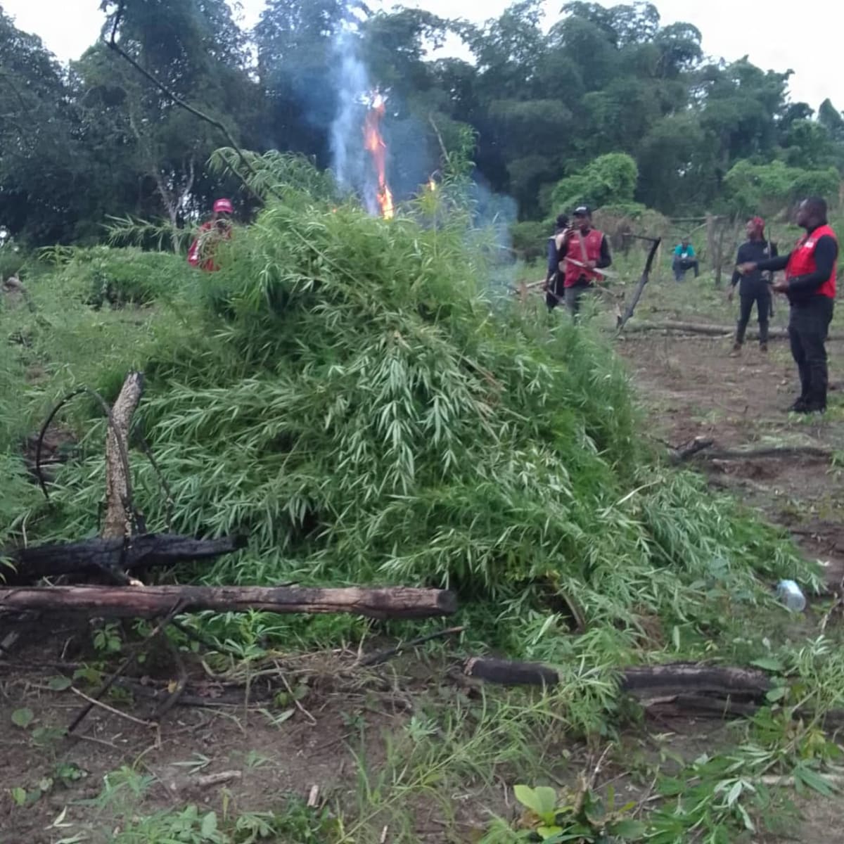 Nigerian drug enforcement agents inspecting and destroying illegal cannabis plantation in forest area