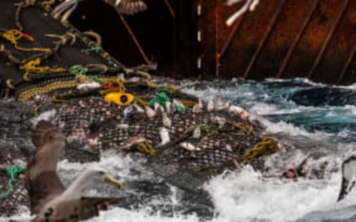 Swimmer Breaks Record, Rallies 66K Against Bottom Trawling - Image 5