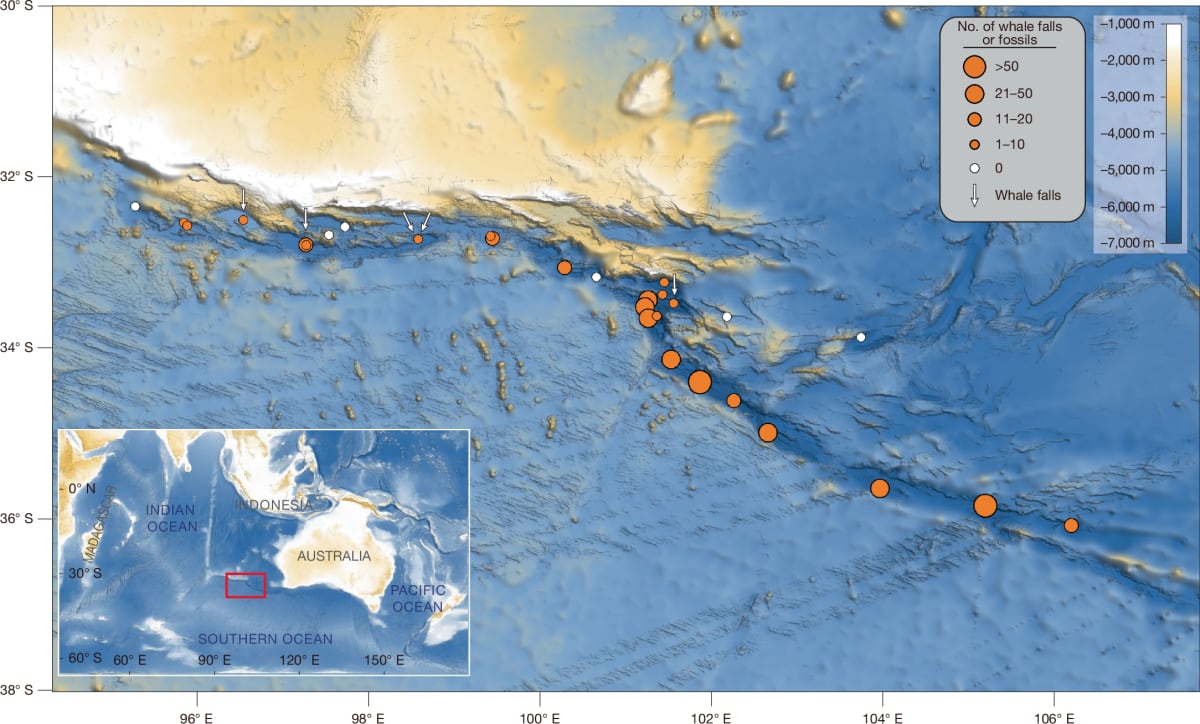 Scientists Find 5-Million-Year Whale Graveyard 7,000m Deep - Image 2