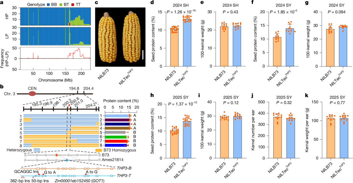 Ancient Corn Gene Could Feed Billions More People - Image 2