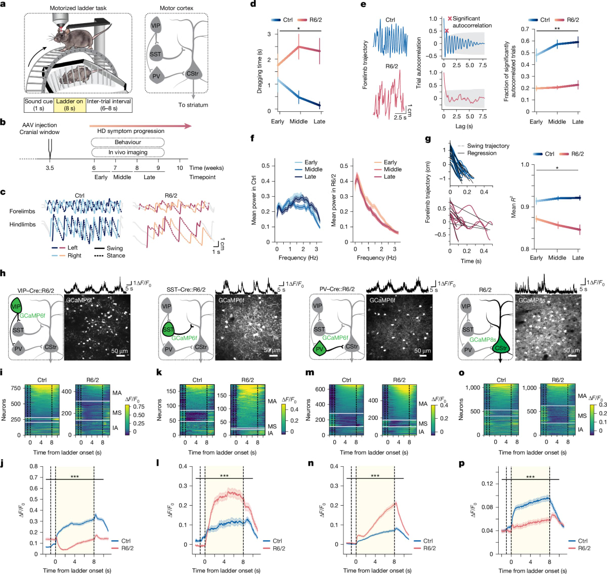 Scientists Reverse Motor Symptoms in Huntington's Mice - Image 2
