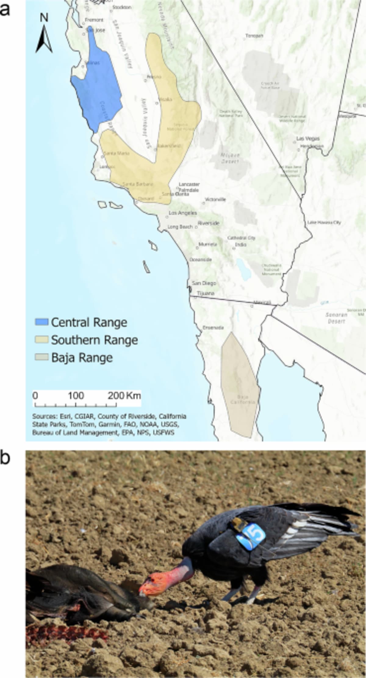 California Condors Thriving Thanks to Lead Ammo Bans