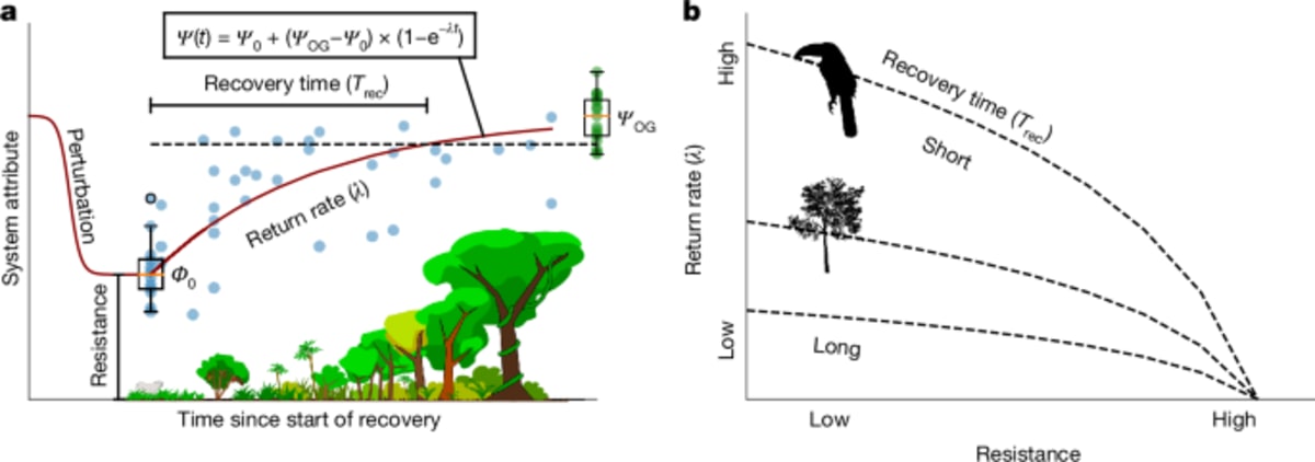 Lush green tropical rainforest canopy showing dense vegetation and biodiversity in recovery