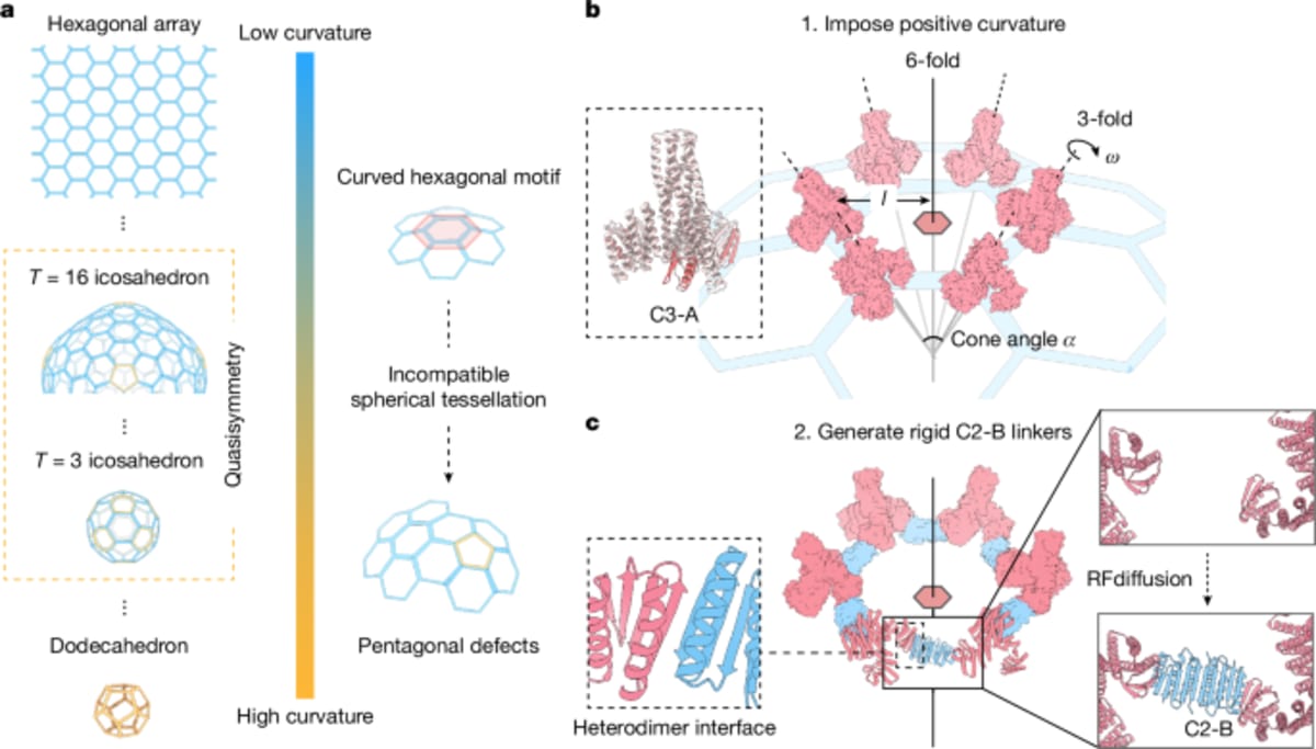 Scientists Create Customizable Protein Cages Like Viruses