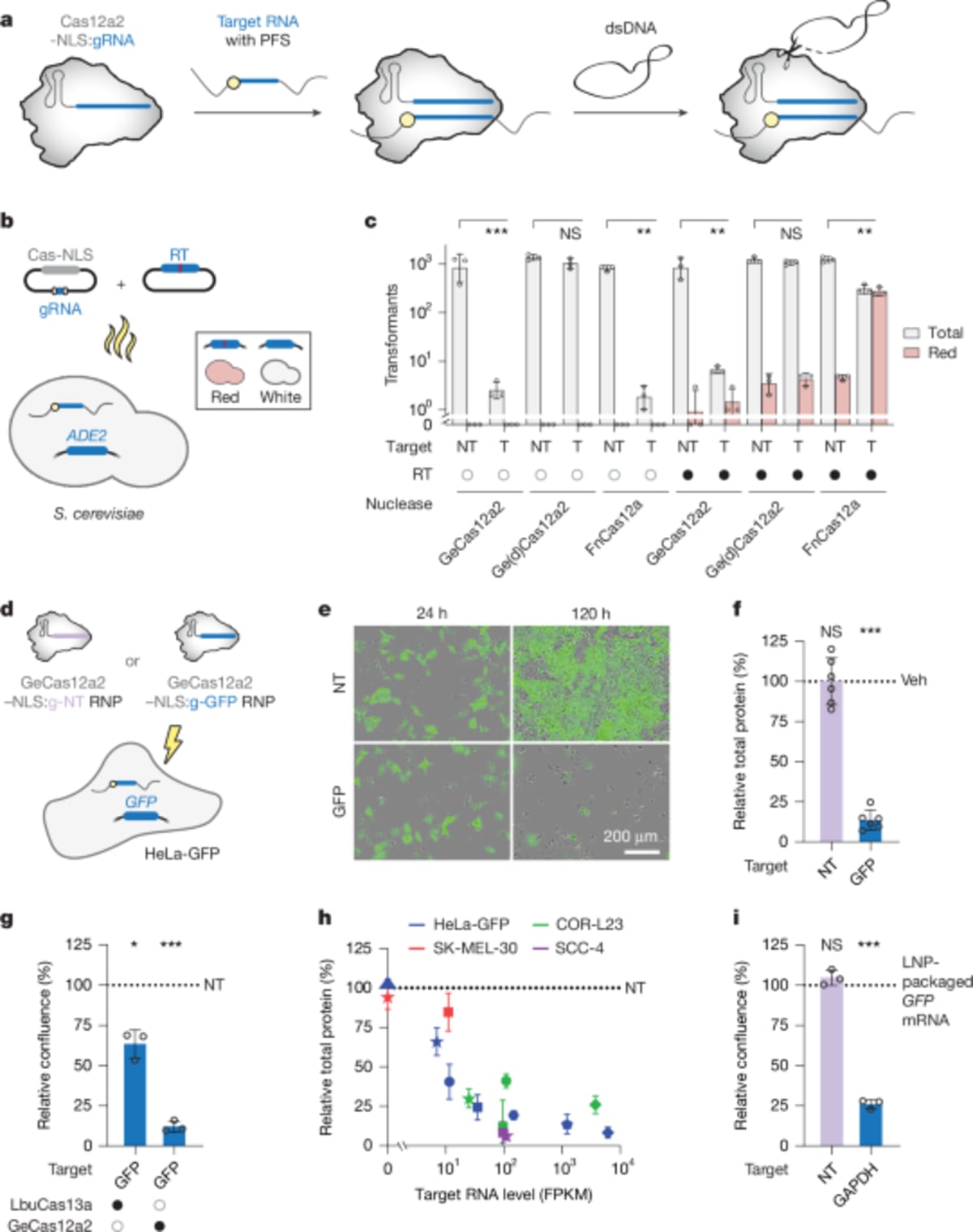 New Gene Tool Targets Cancer Cells Without Harming Healthy Ones