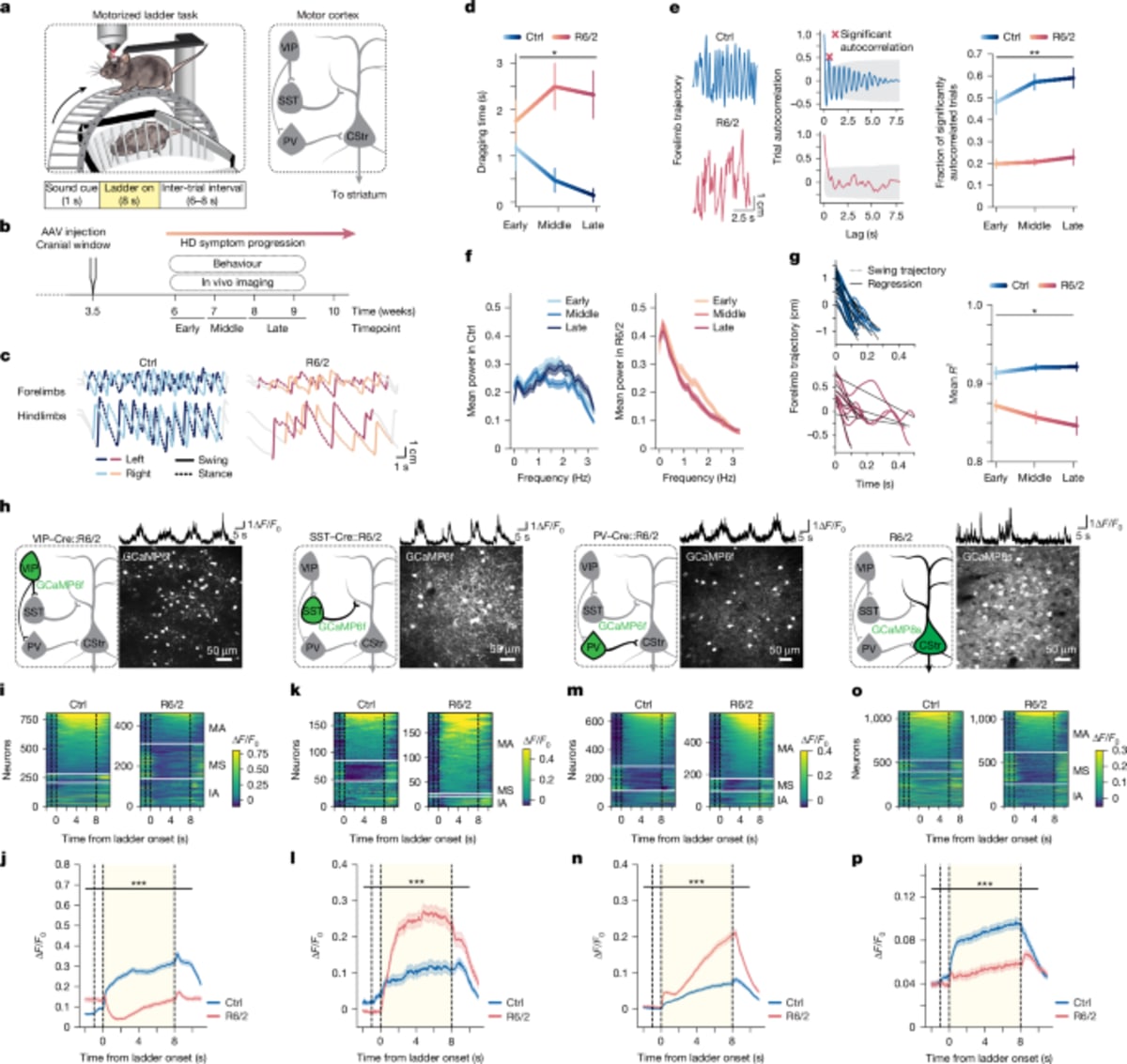 Scientists Reverse Motor Symptoms in Huntington's Mice