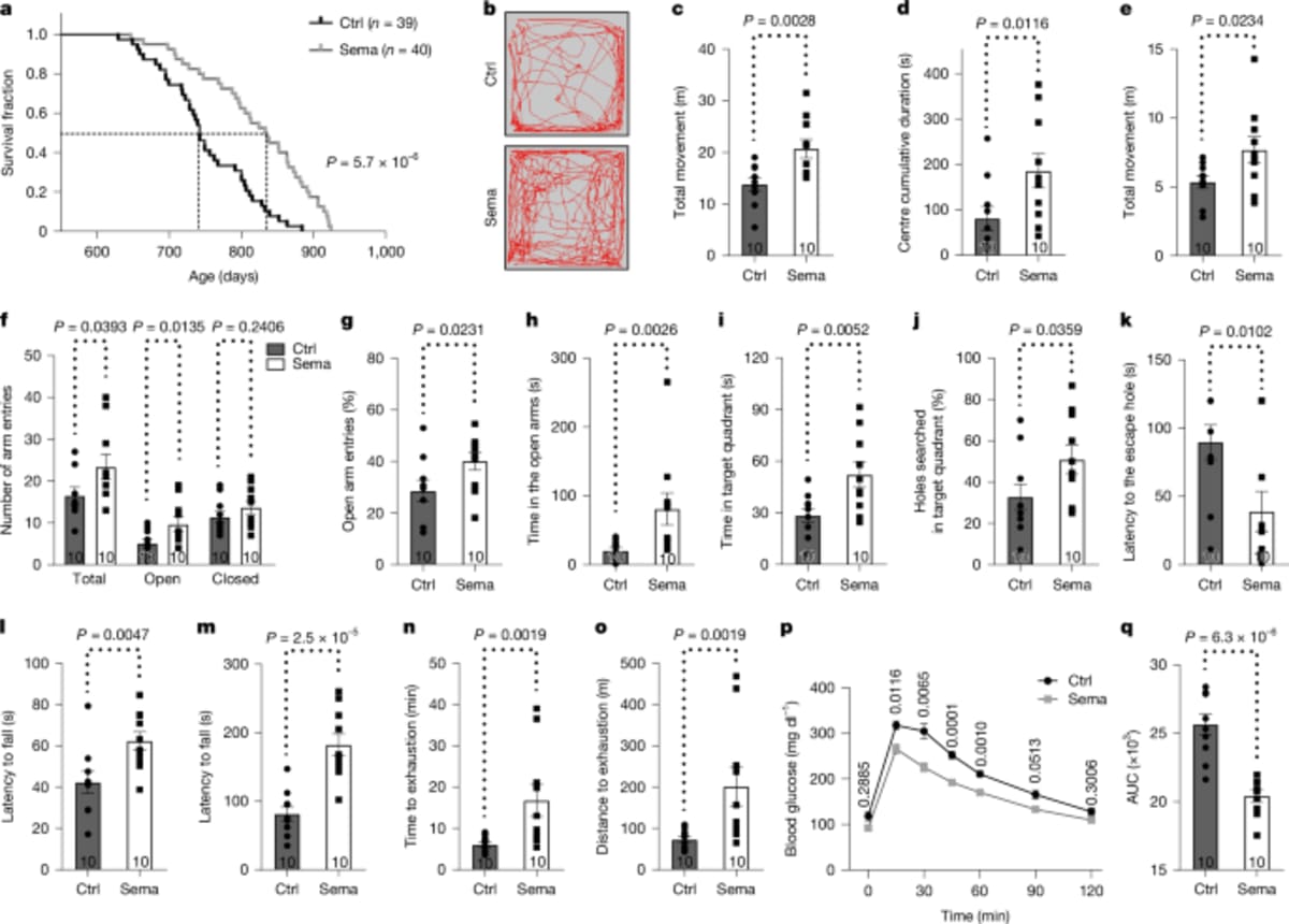 Diabetes Drug Extends Lifespan in Mice by 12%