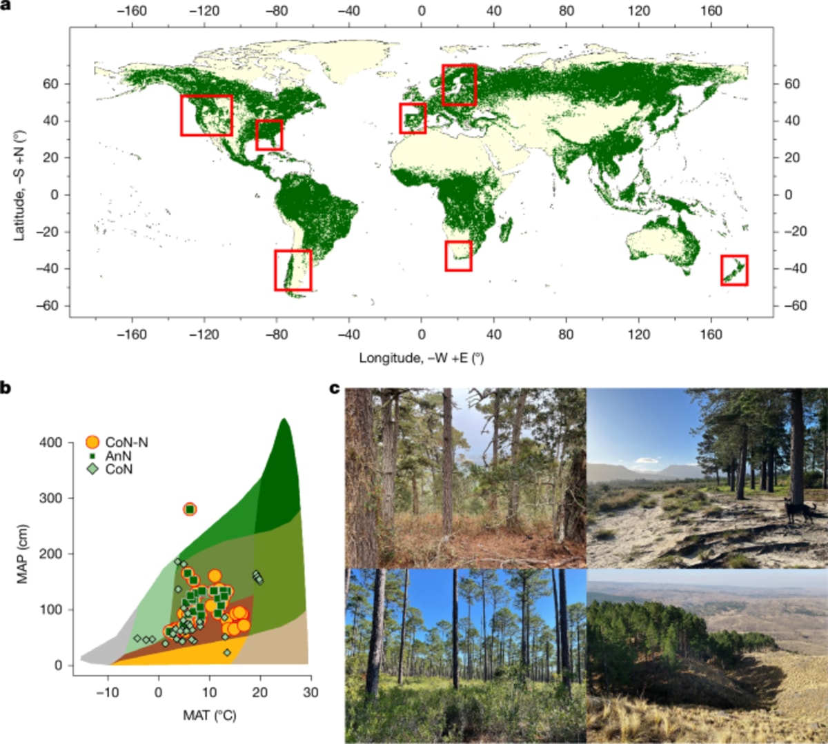 Pine Trees Thrive 4x Faster When Planted Far From Home