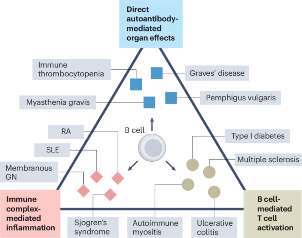 Medical illustration showing CAR T-cells targeting and eliminating harmful B cells in autoimmune disease treatment