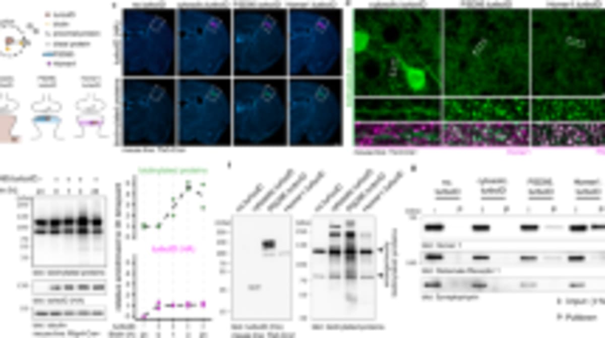 Scientists Create "Remote Control" for Brain Circuits - Image 4