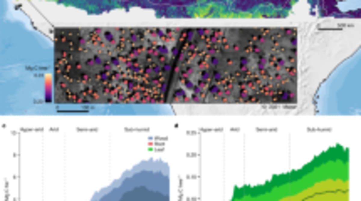 Ethiopia Charts Path for African Carbon Markets - Image 3