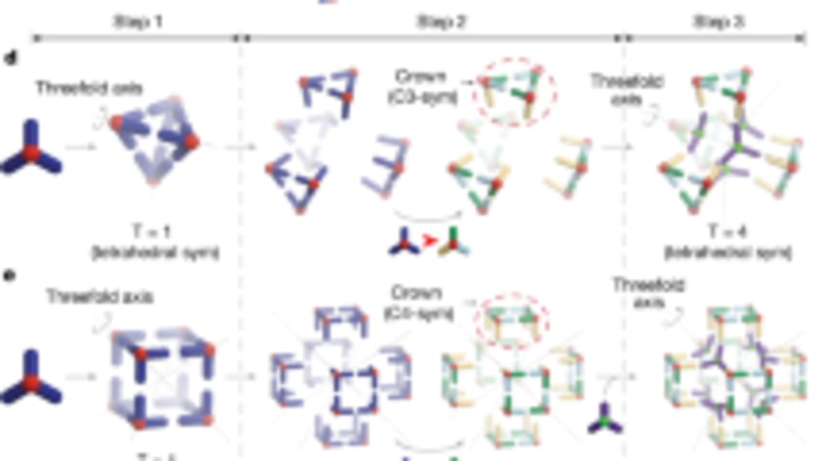 Scientists Create Customizable Protein Cages Like Viruses - Image 5