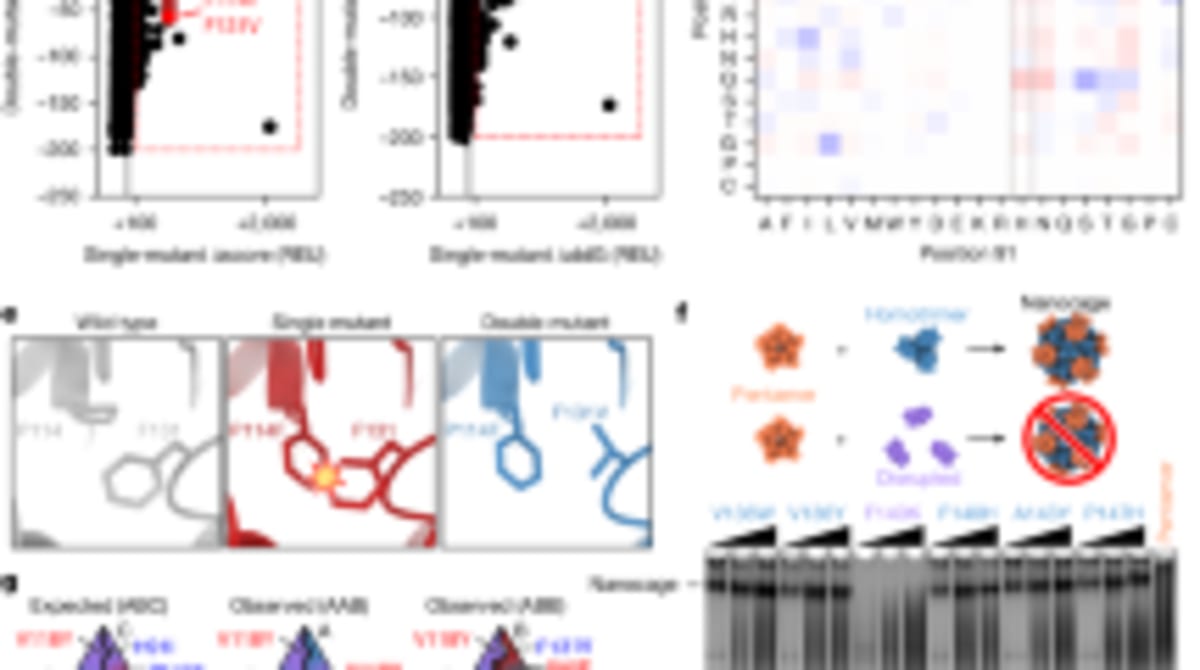 Scientists Create Customizable Protein Cages Like Viruses - Image 4
