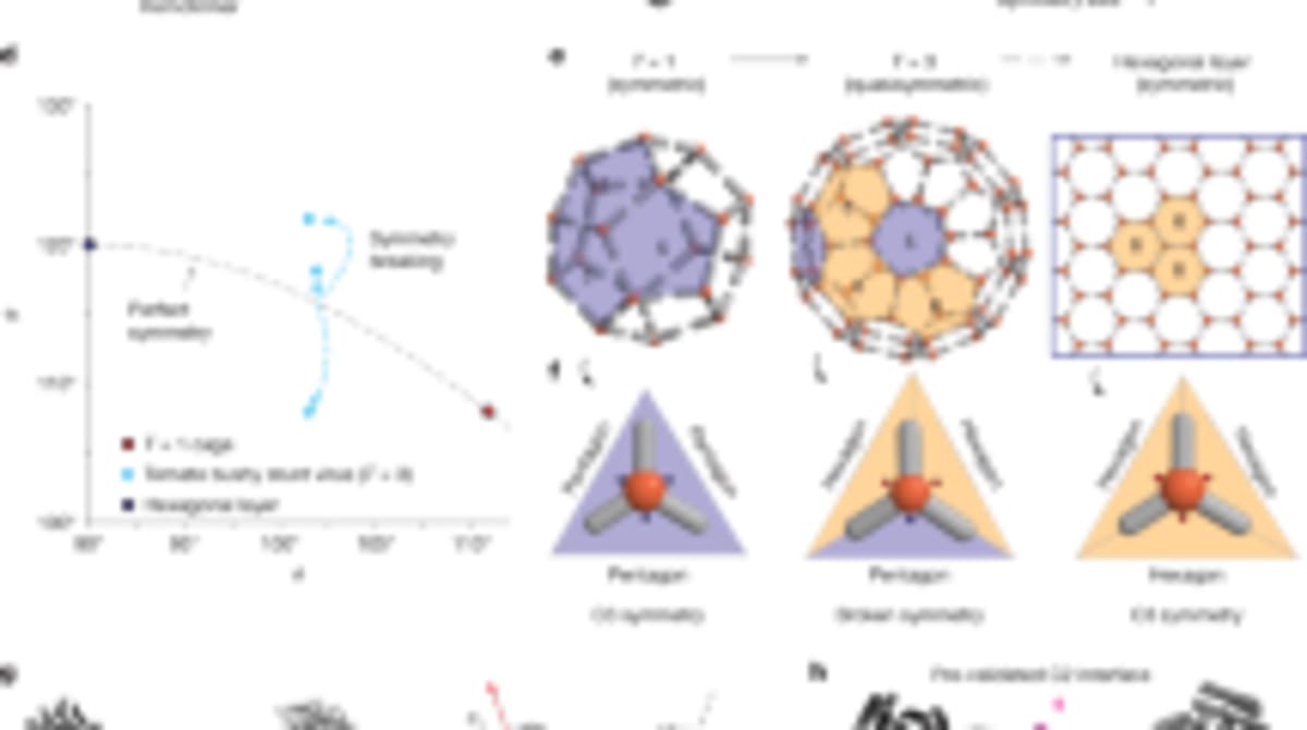 Scientists Create Customizable Protein Cages Like Viruses - Image 3