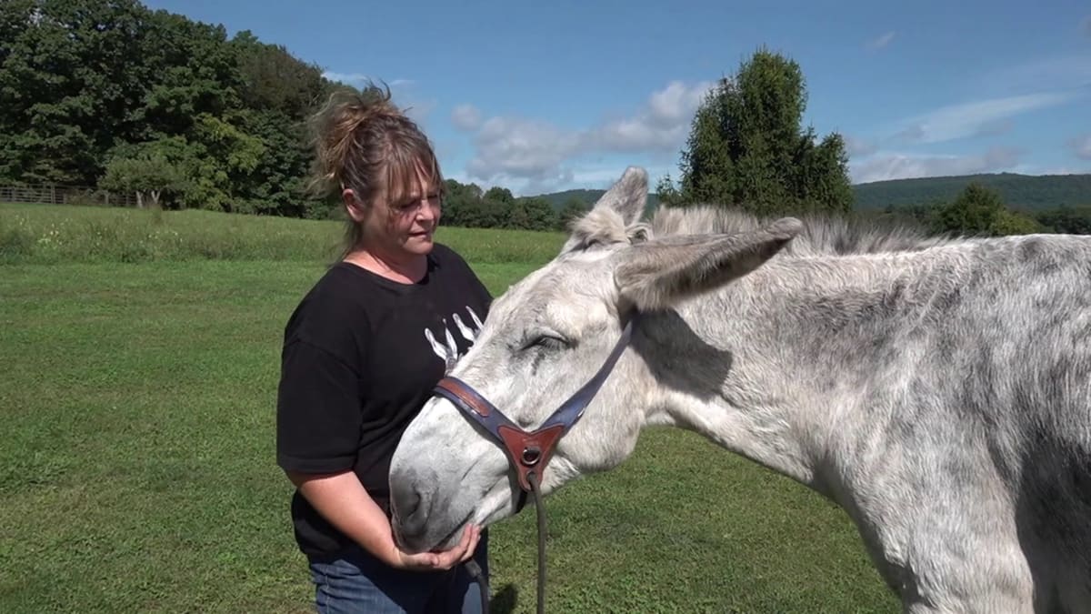 Hank the Donkey Sets Record with 17-Inch Ears - Image 2