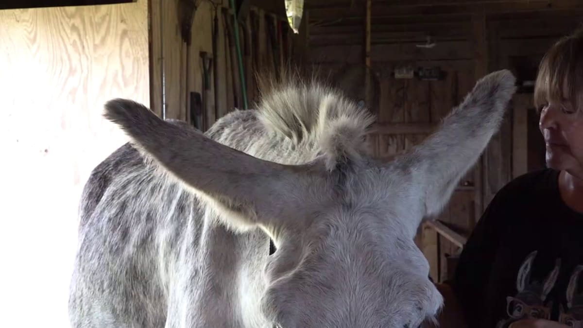 Hank the Donkey Sets Record with 17-Inch Ears - Image 3