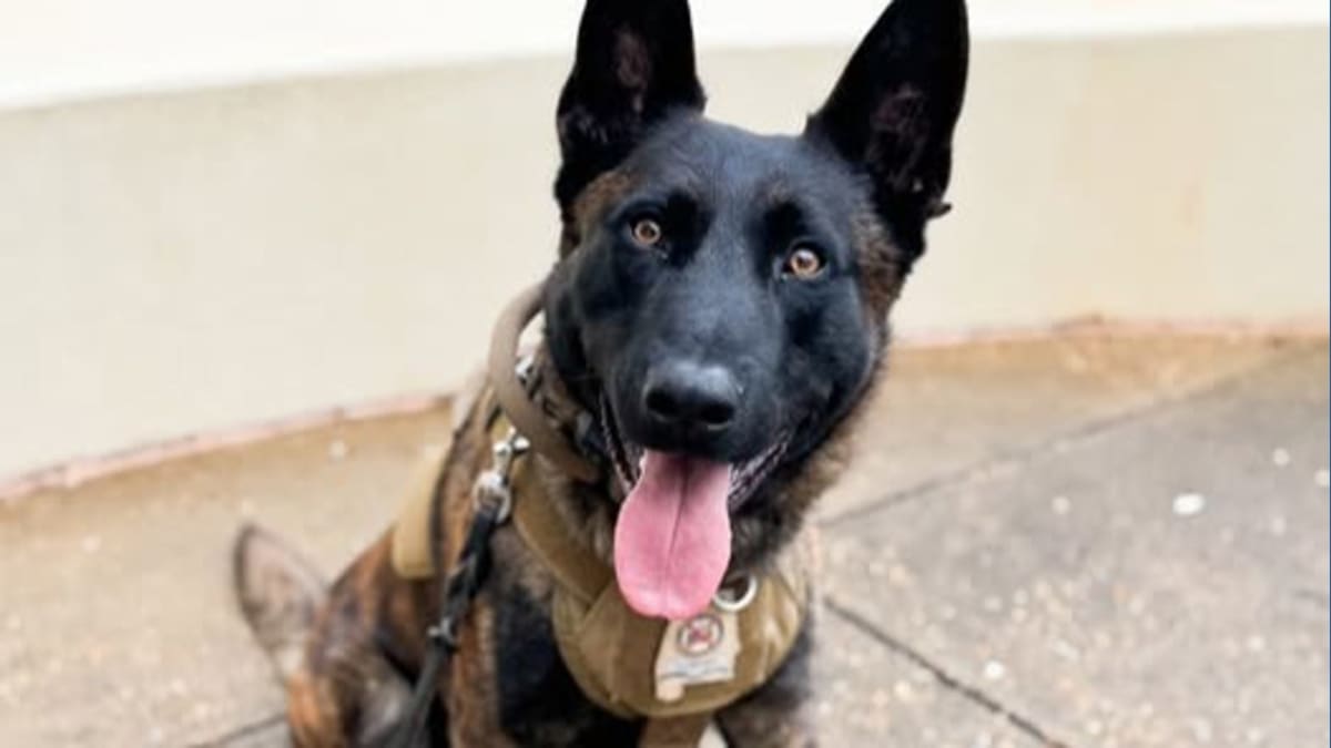 Alabama K9 Toby Gets Free Bulletproof Vest from Charity