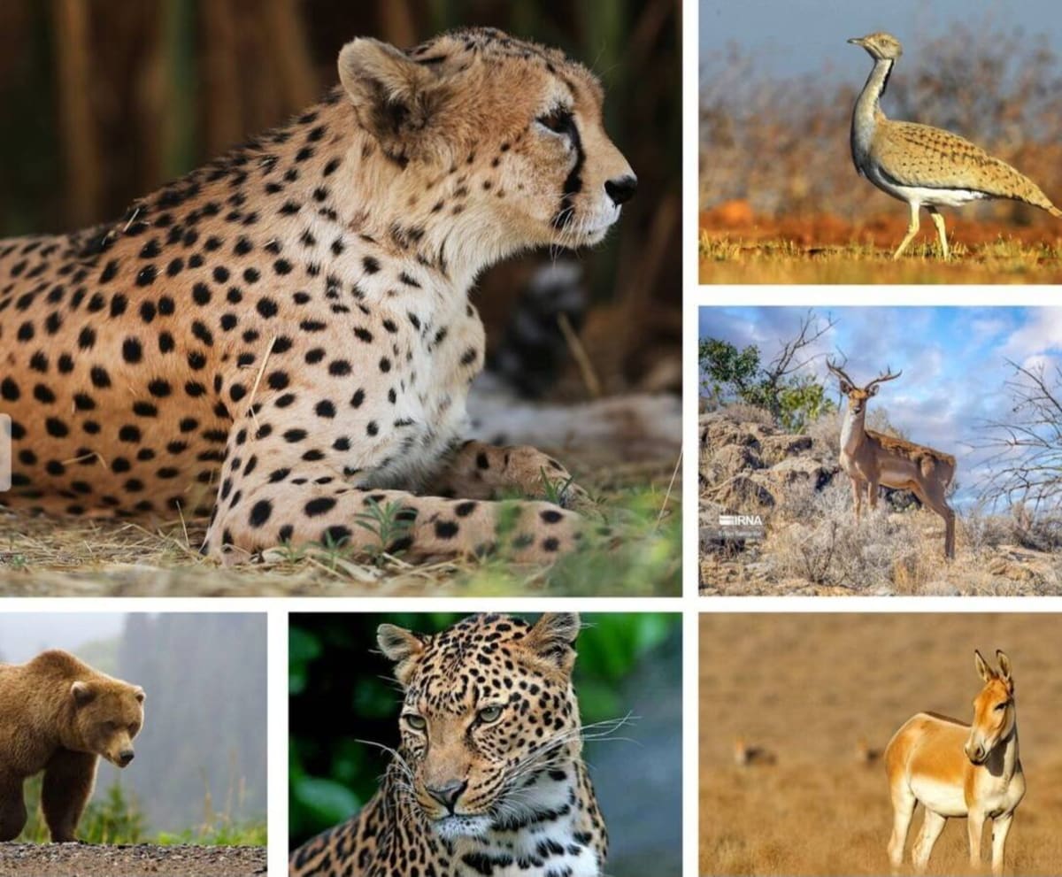Iran Brings Two Extinct Species Back from the Brink