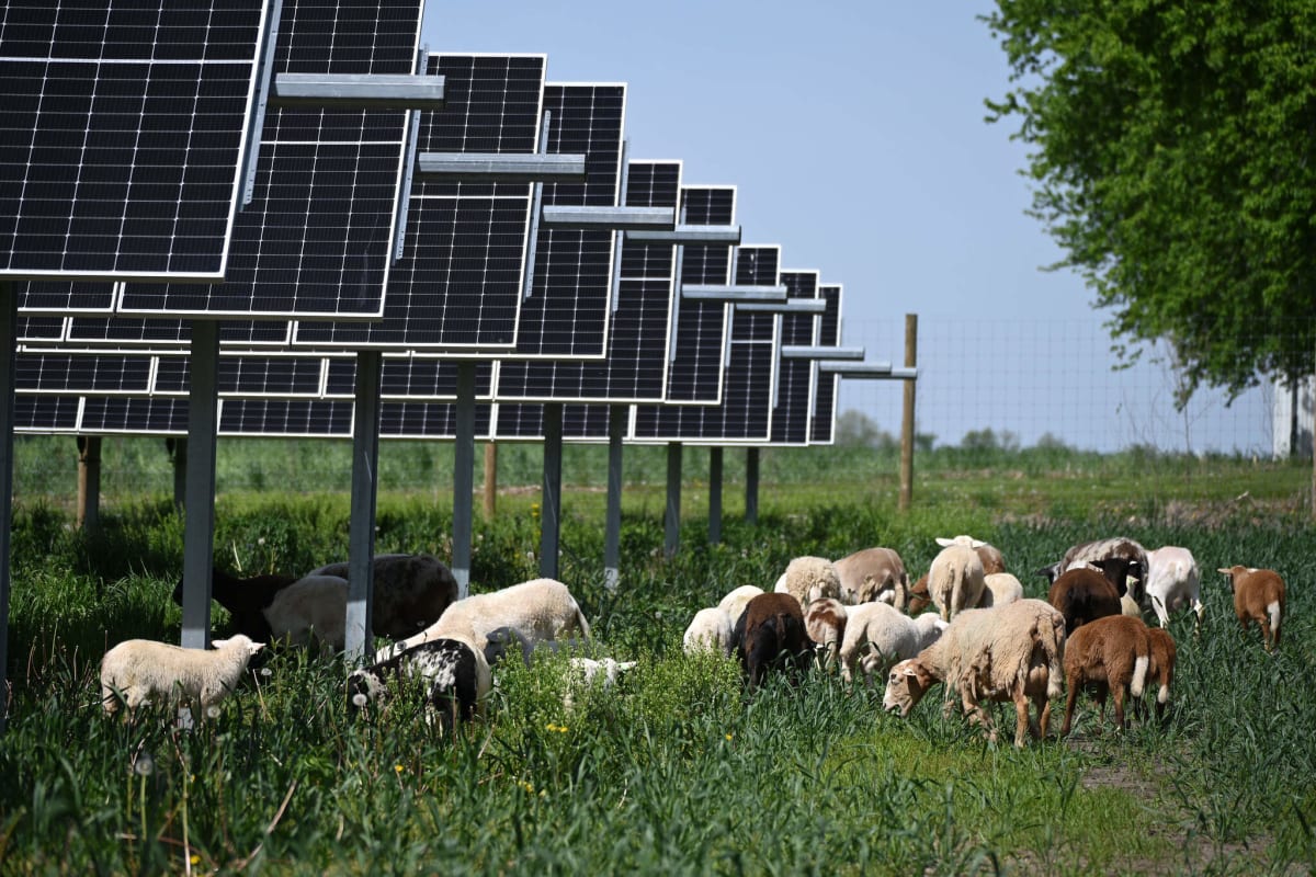 Illinois Sheep Flock 35 Acres of Solar Panels for Pay - Image 3