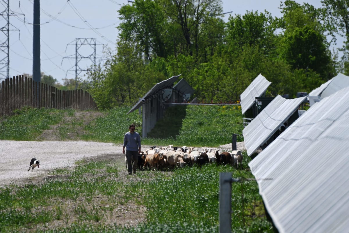 Illinois Sheep Flock 35 Acres of Solar Panels for Pay - Image 5