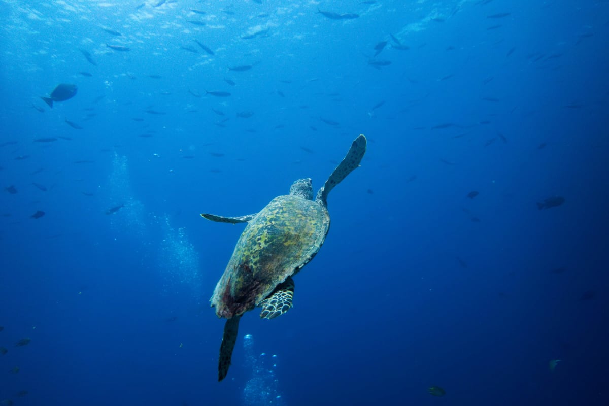 Ocean Could Be Our Best Climate Solution, Expert Says - Image 2