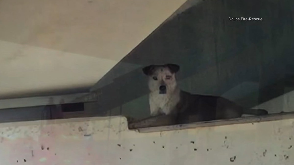 ** Dallas firefighters performing technical rescue operation to save dog stranded on bridge pillar