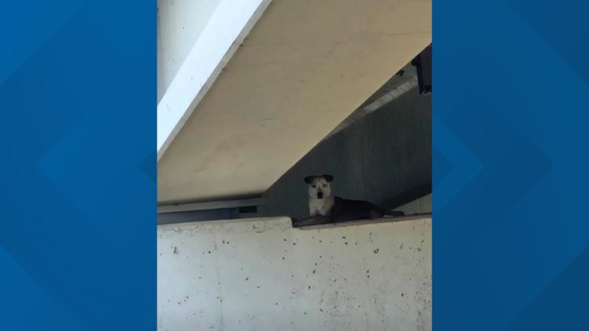 Dallas Firefighters Rescue Dog Stuck on Bridge Pillar - Image 2