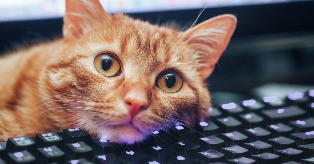 Fluffy cat walking across laptop keyboard while owner watches screen changes