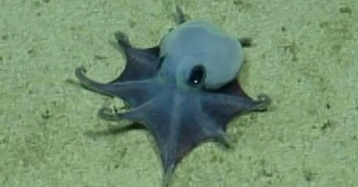 Tiny vibrant blue octopus specimen floating against dark ocean background near Galápagos Islands