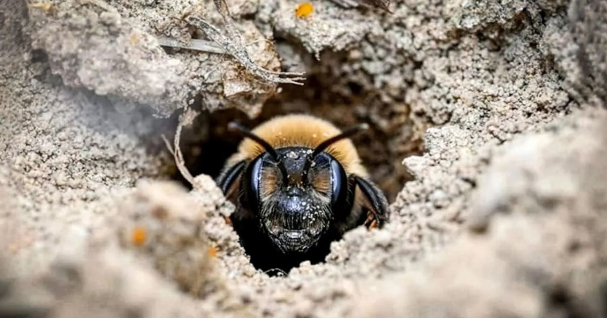 Thousands of small mining bees emerging from sandy ground in historic cemetery