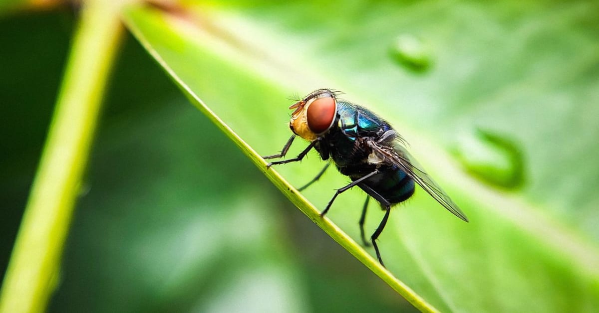 US Fights Parasites With 400 Million Sterile Flies Per Week