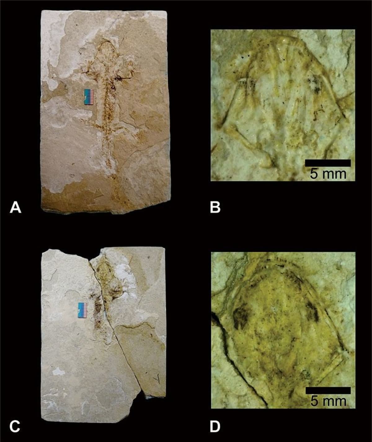 Mexico Discovers New Axolotl Species Millions of Years Old - Image 2