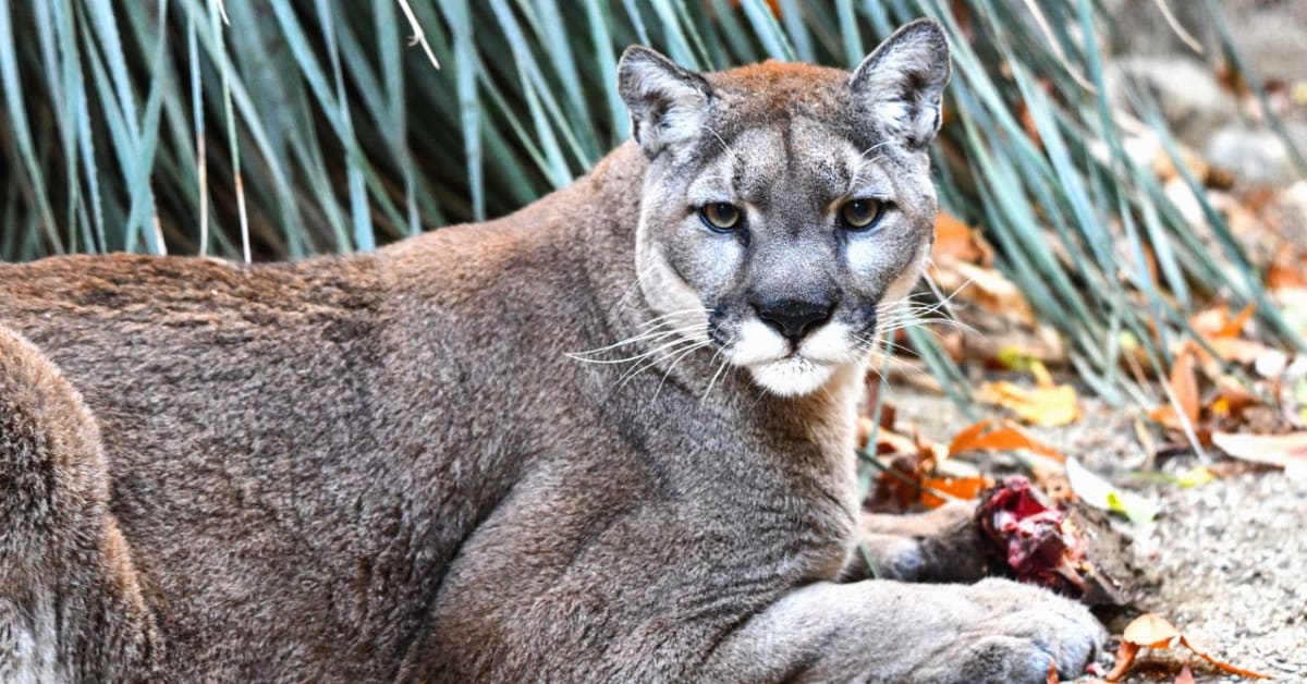 Mountain lion walking through forest near roadway in natural habitat at dusk