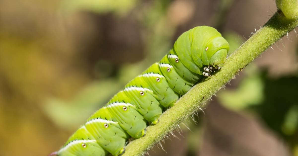 Scientists Discover How Caterpillars Hear Without Ears