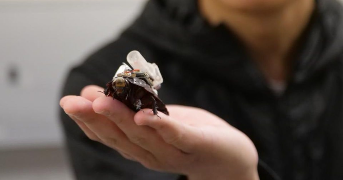 Cyborg Cockroaches Could Deliver Life-Saving First Aid