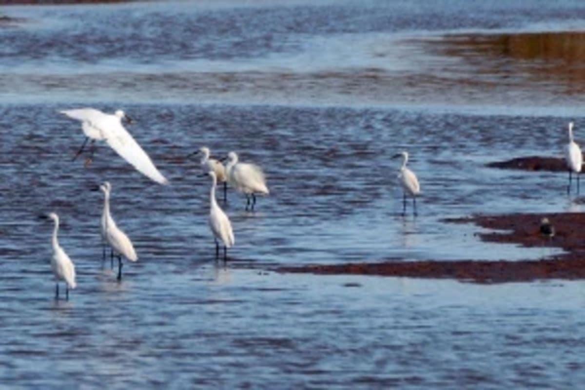 New Global Coffee Alliance Targets Sustainable Growth - Image 2