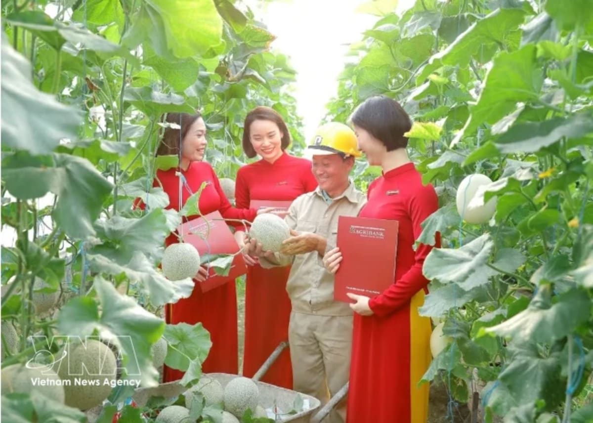 Vietnam Unlocks $72M in Green Finance for Forests