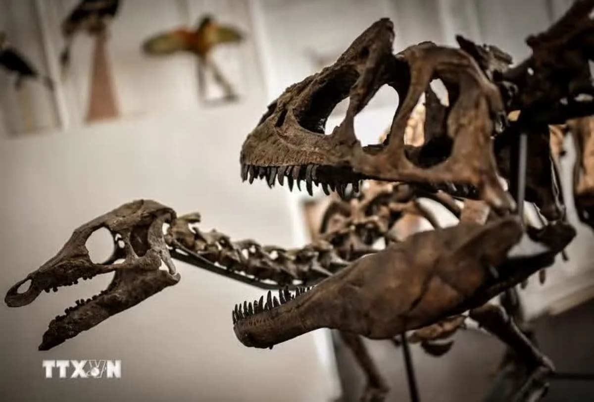** Paleontologists excavating ancient dinosaur fossil from rock formation in Thailand