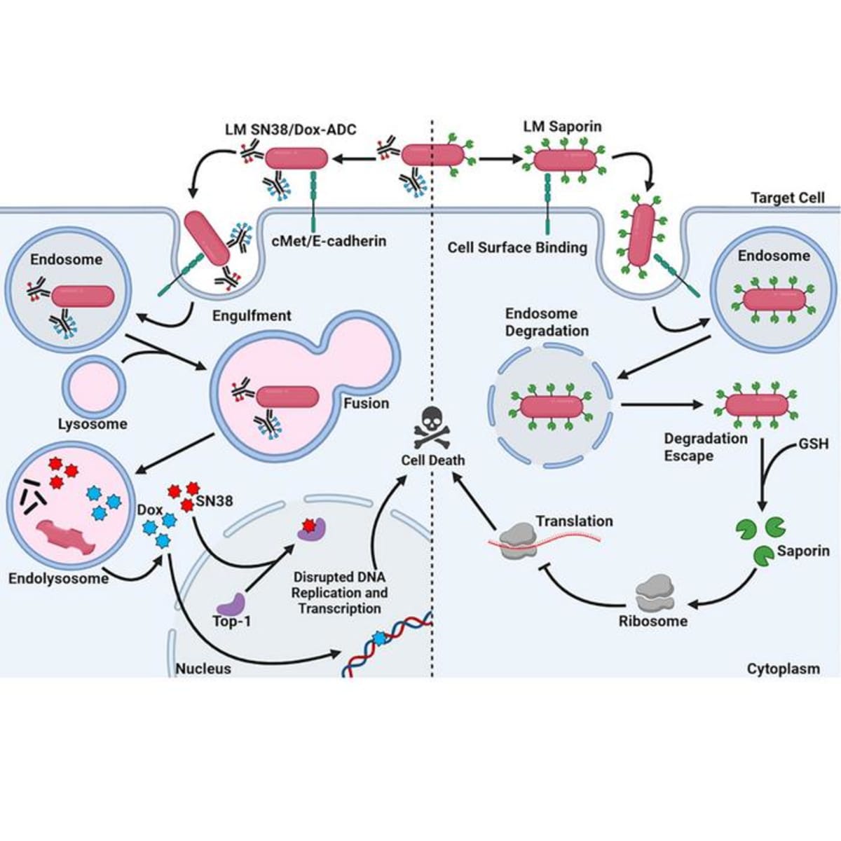 Modified Bacteria Delivers Cancer-Killing Toxin to Tumors - Image 2