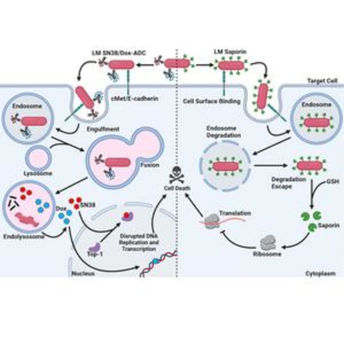 Modified Bacteria Delivers Cancer-Killing Toxin to Tumors