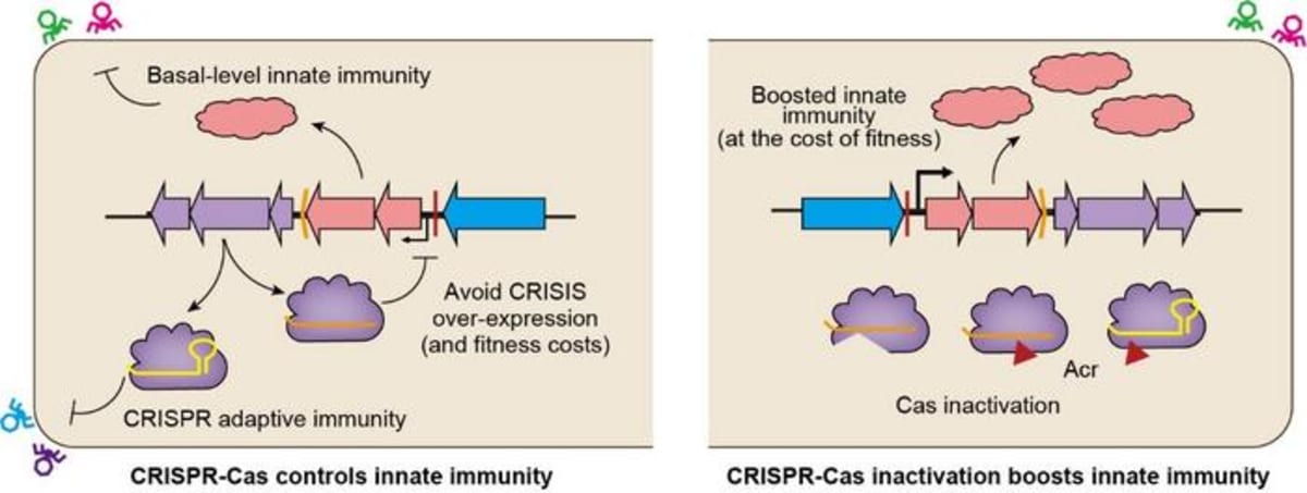 Bacteria's Defense System Works Like Military Command Center - Image 2
