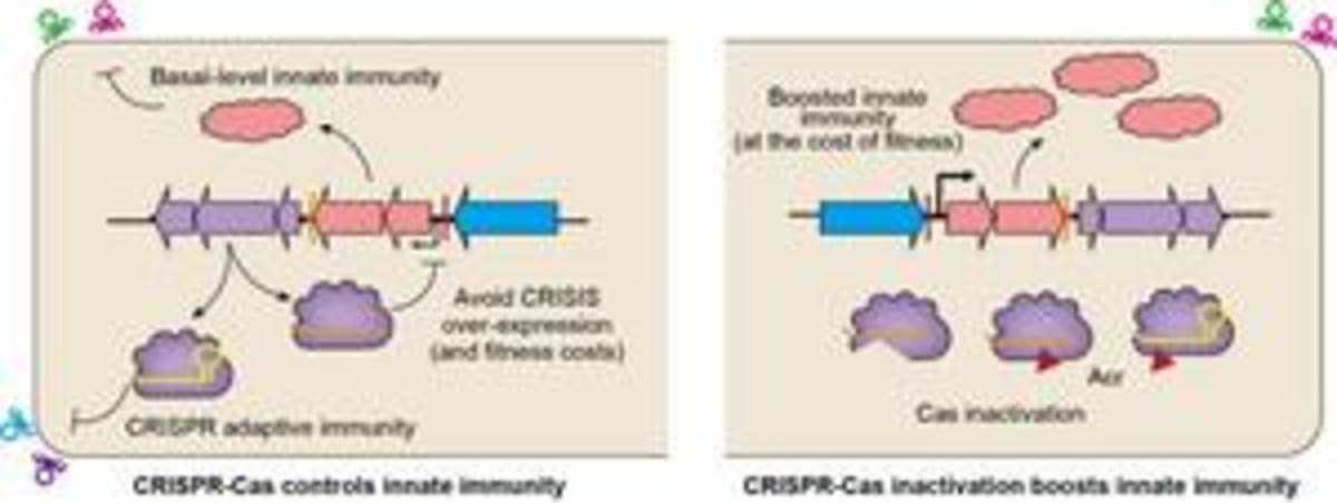 Scientific illustration showing CRISPR coordinating multiple layered bacterial defense systems against viral invasion