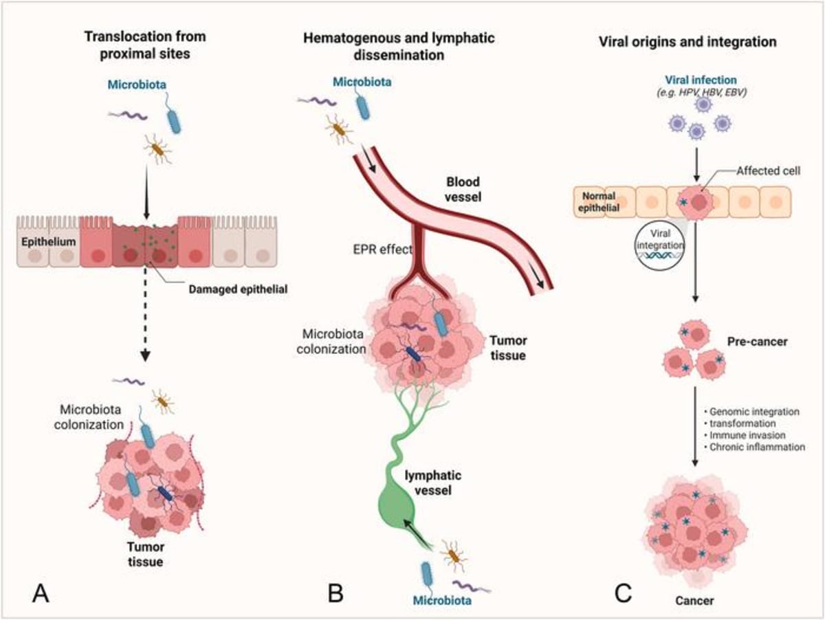 Bacteria Inside Tumors Could Revolutionize Cancer Treatment - Image 2