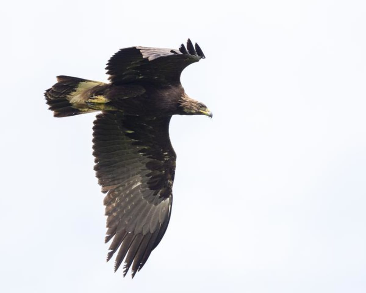 Wind Farms Cut Eagle Deaths By 50% With Warning Sounds - Image 2