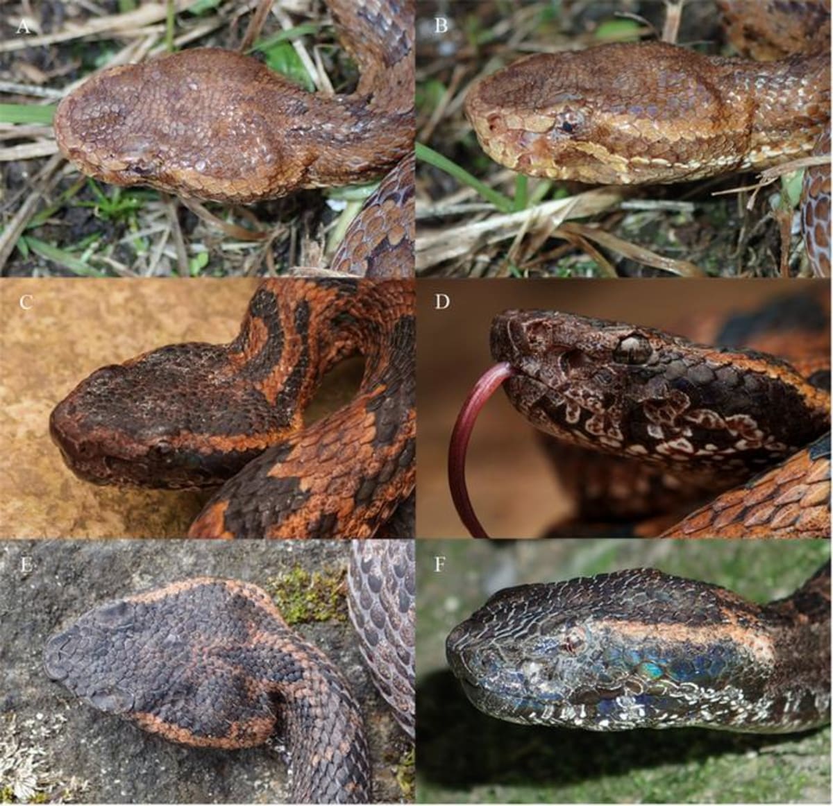 Scientists Find New Viper Species Hidden in Himalayan Mist - Image 2