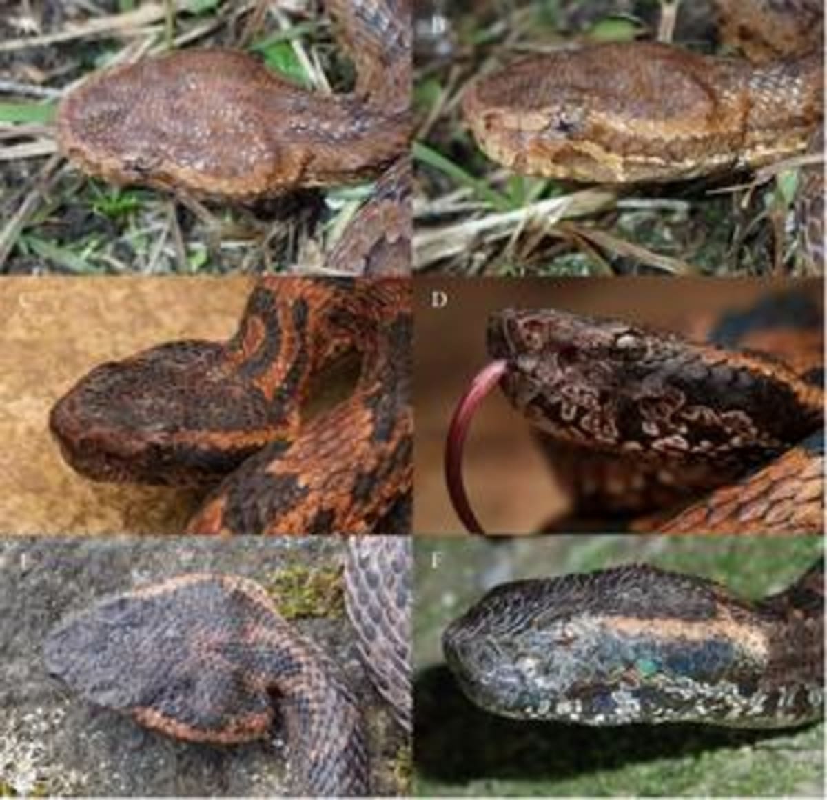 ** Side-by-side comparison showing dorsal and lateral head views of newly discovered Medog pit viper species