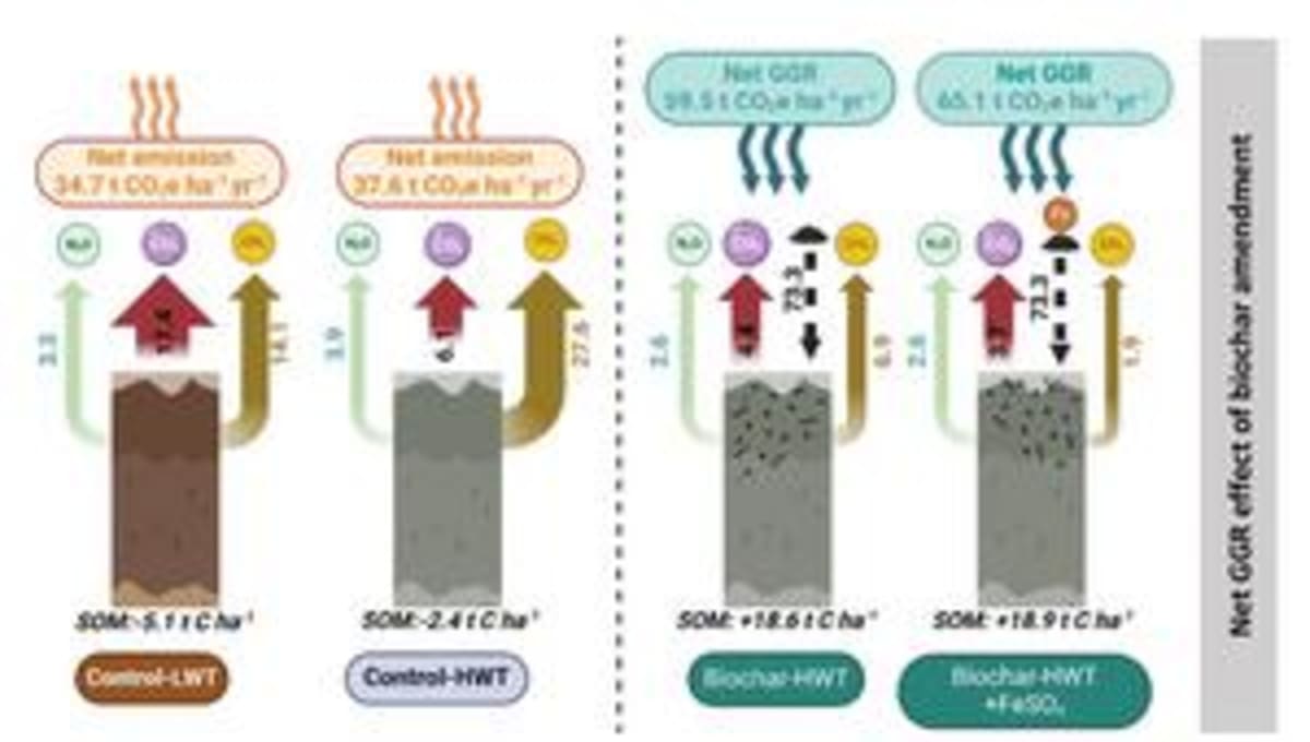 Biochar amendment being applied to rewetted peatland soil for greenhouse gas removal