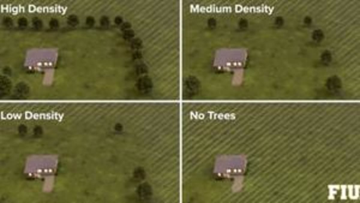 Florida Trees Cut Hurricane Wind Damage to Homes by 50%