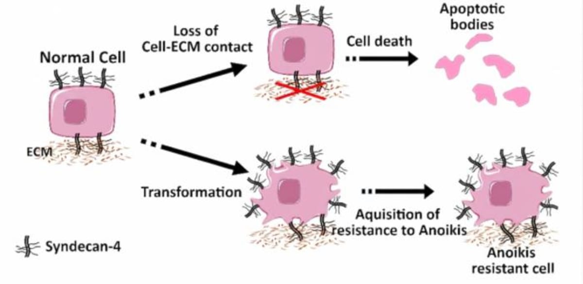 Brazilian Scientists Find Shield Protecting Cancer Cells - Image 2