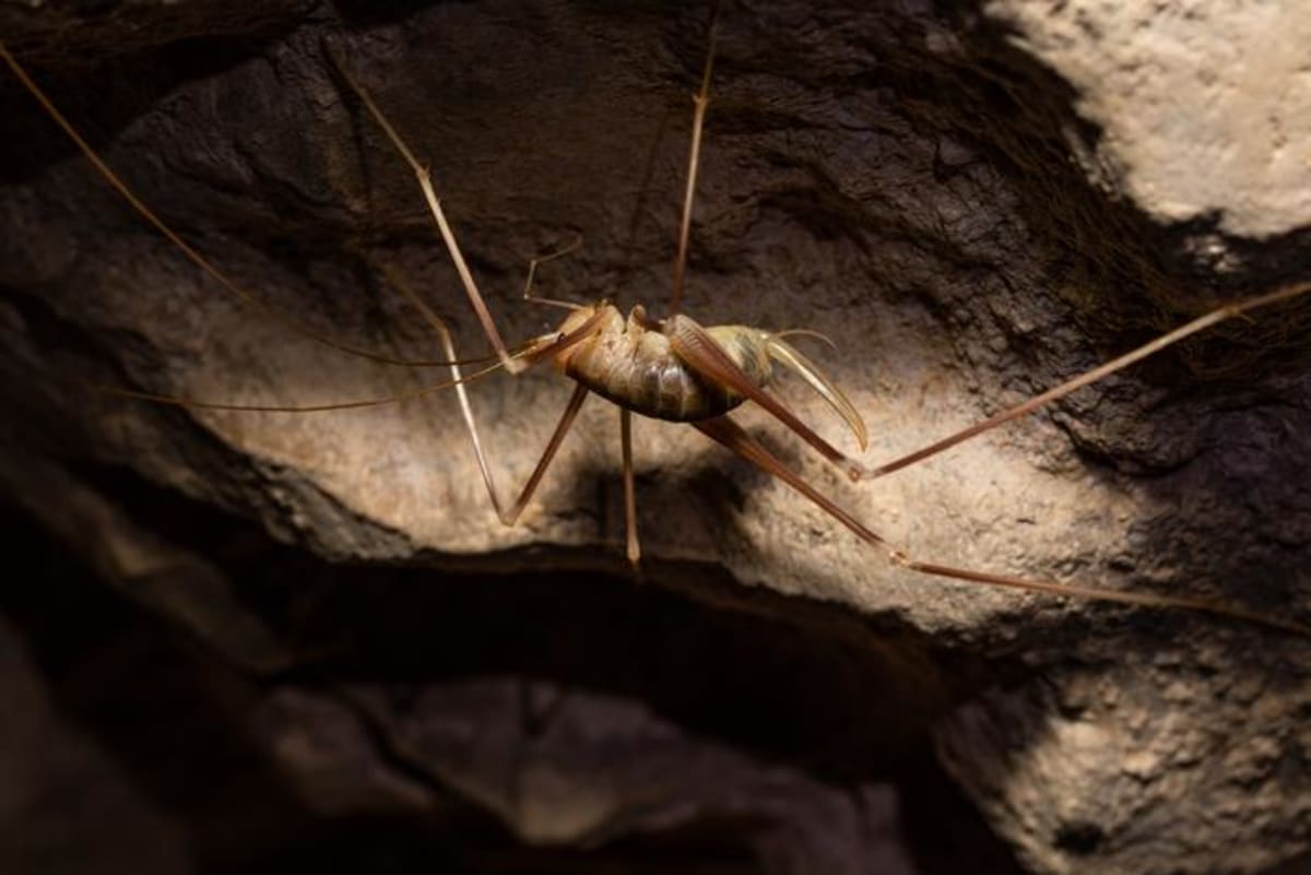 Scientists Find New Cave Cricket on Tiny Greek Island - Image 2